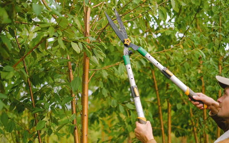 Tree trimming in Selbyville, WV