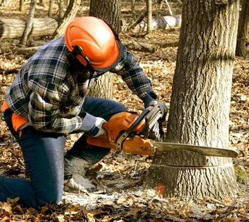 Tree Removal in Selbyville, WV